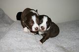 BORDER COLLIE 1304